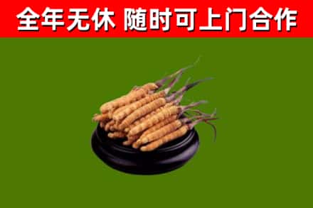 河源回收冬虫夏草